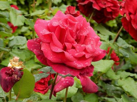 【薔薇の写真】バラの花 【薔薇の写真】バラの花の写真