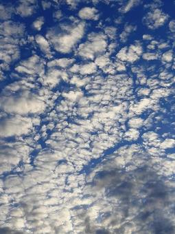 うろこ雲 うろこ雲の写真