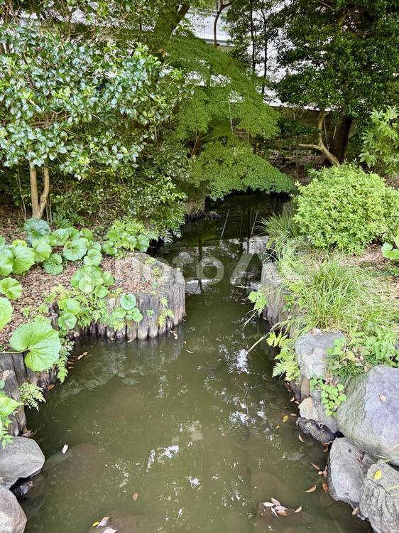 旧古河邸  旧古河庭園  7月の日本庭園 夏,ガーデン,旧古河庭園の写真素材