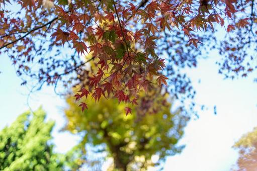 秋の気配・色づくモミジ 秋の気配・色づくモミジ 紅葉,紅葉狩り,モミジの写真素材