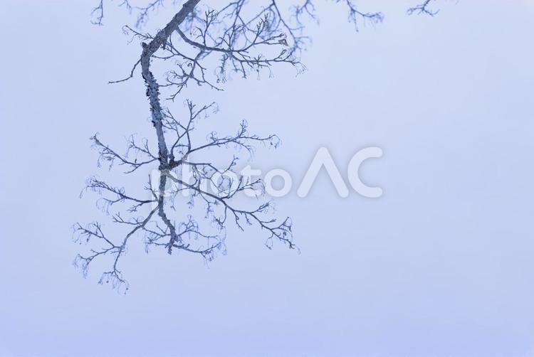 冬のイメージの木 冬,木,空の写真素材