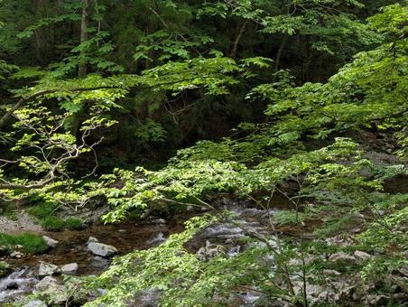 山間の渓流 山間の渓流の写真
