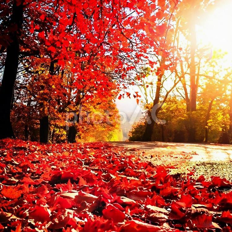 紅葉の道 紅葉,秋,道の写真素材