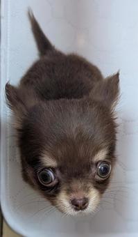 Photo, chihuahuasa, puppy, stare, 