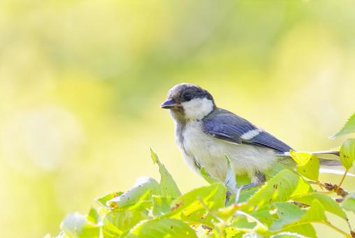 シジュウカラの幼鳥 シジュウカラの幼鳥 シジュウカラ,四十雀,幼鳥の写真素材