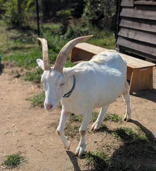 ヤギ ヤギ ヤギ,山羊,やぎの写真素材