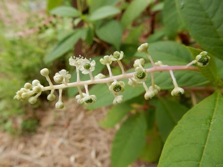 【植物写真】ヨウシュヤマゴボウ 【植物写真】ヨウシュヤマゴボウの写真