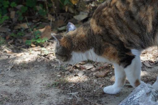 ねこ ねこの写真