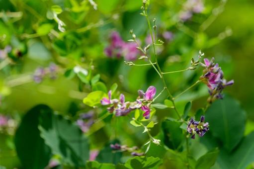 緑に映える萩の花 緑に映える萩の花の写真