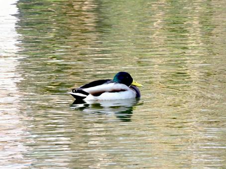 郊外の池で越冬するマガモのオス マガモ,オス,鳥の写真素材