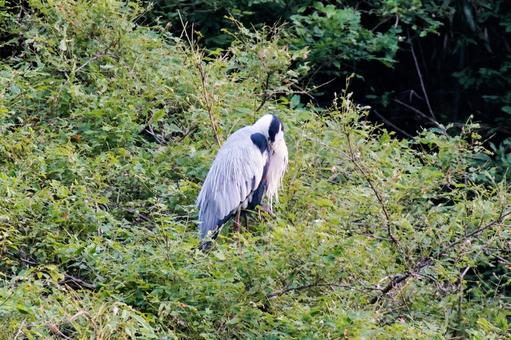 眠るアオサギ アオサギ,鳥,野鳥の写真素材