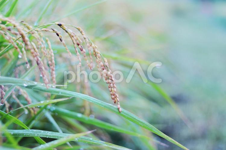 実った稲穂 稲穂,稲,田んぼの写真素材
