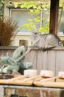 手水舎の猫 猫,野良猫,サバシロの写真素材