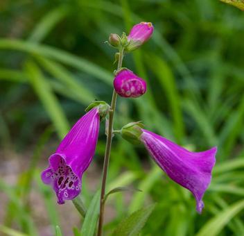 Photo, digitalis, pink, gardening, 