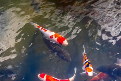 コイ⑺ 魚,コイ,ヒゴイの写真素材