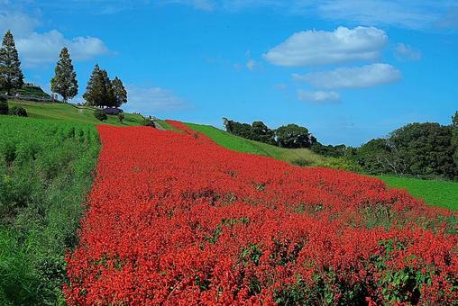 淡路島 あわじ花さじき㉘ サルビア 淡路島 あわじ花さじき㉘ サルビアの写真