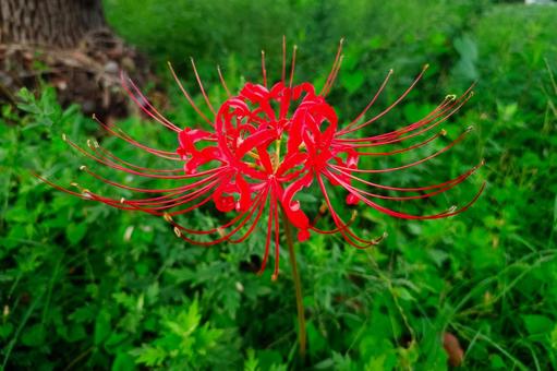 彼岸花 彼岸花 彼岸花,秋,花の写真素材