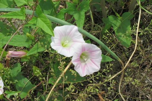 草地に咲いたヒルガオ 草地に咲いたヒルガオ ヒルガオ,花,植物の写真素材