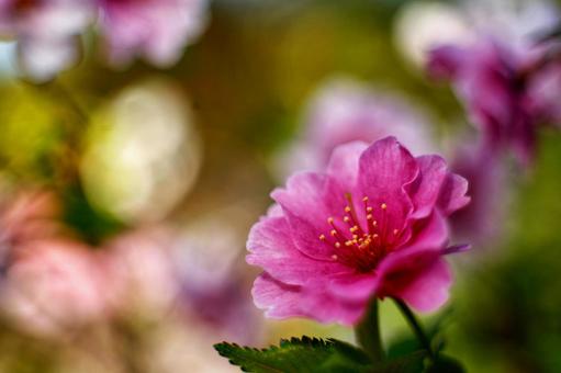 桜の花と玉ボケ 桜の花と玉ボケの写真
