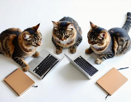 猫会議 猫会議の写真