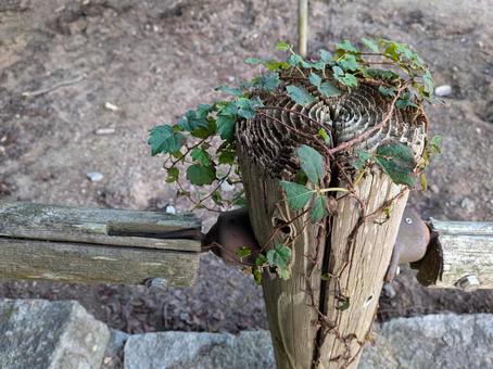 蔦 蔦,手すり,柵の写真素材