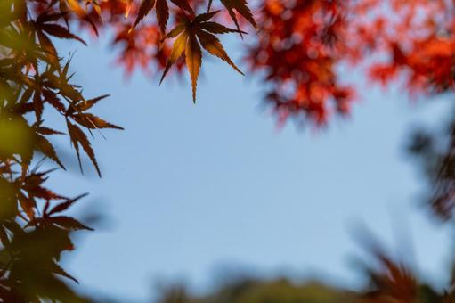 秋の気配・色づくモミジ 紅葉,モミジ,紅葉狩りの写真素材