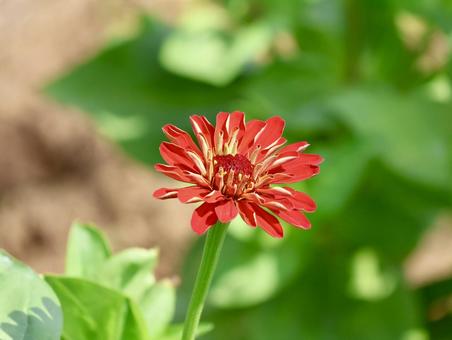 百日草 百日草 百日草,ヒャクニチソウ,ジニアの写真素材
