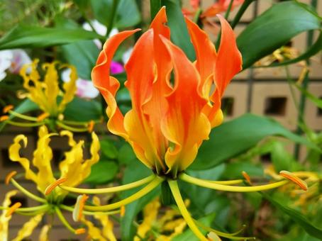 Photo, flower, gloriosa, orange, 