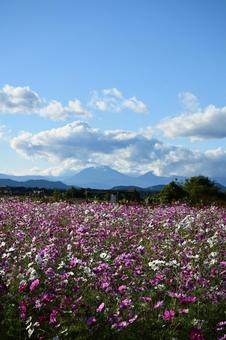 コスモス畑 秋,つぼみ,小さいの写真素材