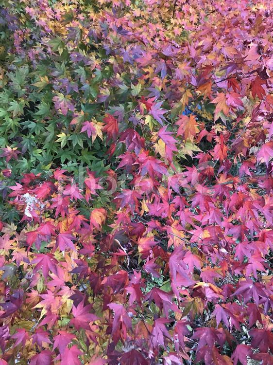 秋になると気づく場所 自然,紅葉,もみじの写真素材