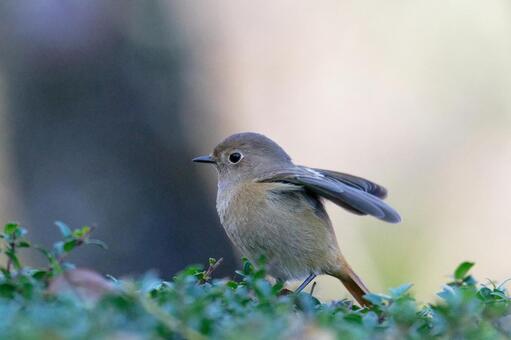 可愛いペンギンちゃん 可愛い,可愛いポーズ,ペンギンポーズの写真素材