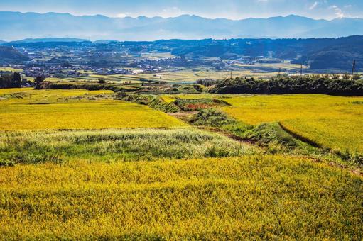 黄金色に輝く棚田と遠方の霞んだ山々 秋,田舎,風景の写真素材