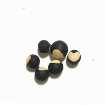 種子 タネ,種,ハート柄のタネの写真素材