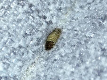 カツオブシムシの幼虫 カツオブシムシ,ヒメマルカツオブシムシ,害虫の写真素材