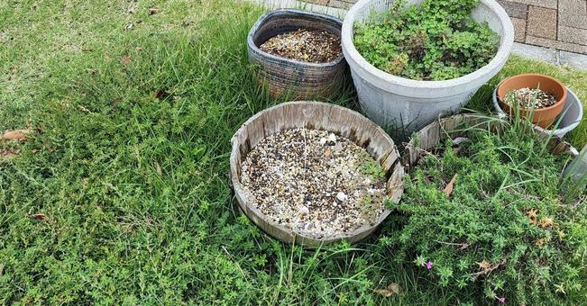 End of season potted plants, JPG