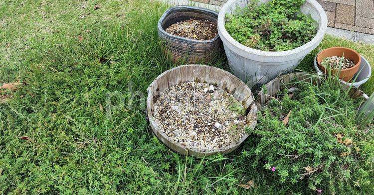 季節終わりの鉢植え 植物,園芸,ガーデニングの写真素材