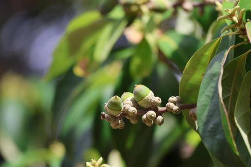 緑色の葉と実のどんぐりの木の枝のアップ 緑色の葉と実のどんぐりの木の枝のアップの写真