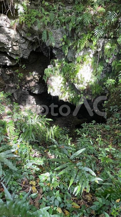 沖縄の自然に囲まれた洞窟の入口 鍾乳洞,洞窟,入り口の写真素材