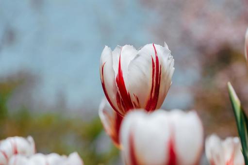 Flaming Tulips, JPG Flaming Tulips, JPG