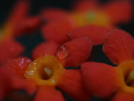 花の水滴をマクロ撮影した写真です 花の水滴をマクロ撮影した写真ですの写真