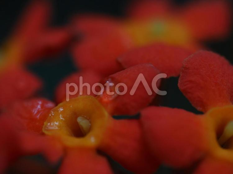 花の水滴をマクロ撮影した写真です 花,マクロ,しずくの写真素材