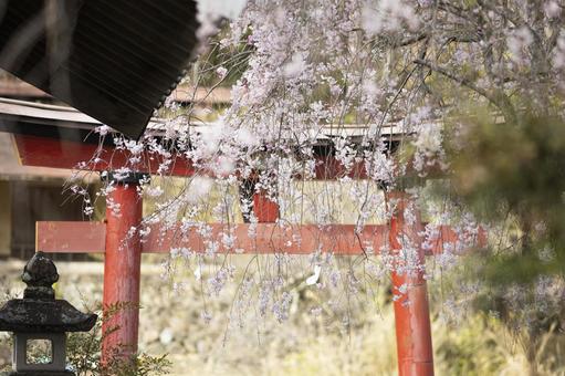 神社の境内に咲くしだれ桜の花と鳥居 神社の境内に咲くしだれ桜の花と鳥居 しだれ桜,鳥居,神社の写真素材
