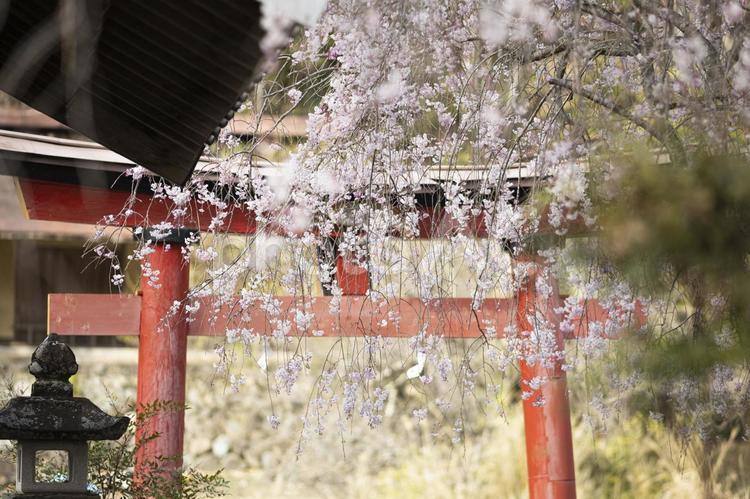 神社の境内に咲くしだれ桜の花と鳥居 しだれ桜,鳥居,神社の写真素材