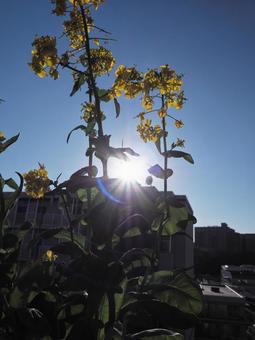 Rape blossom backlight, JPG