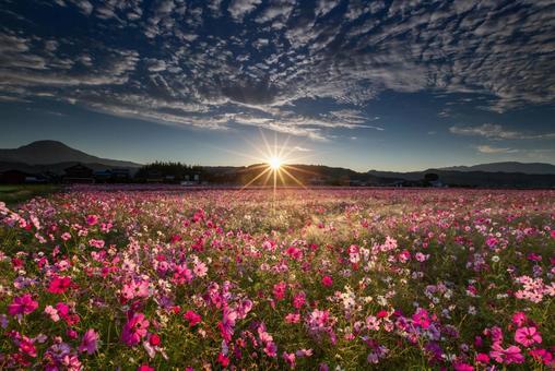 希望の朝日とコスモス畑の絶景 希望の朝日とコスモス畑の絶景の写真