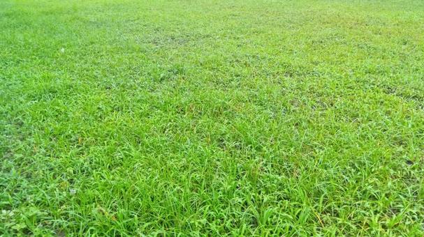 草むら 草むら の写真