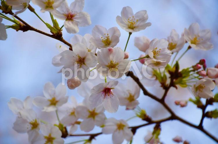 桜⑧ 桜,さくら,花の写真素材