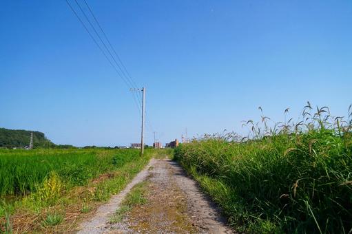 真夏の農道と青空 真夏の農道と青空の写真