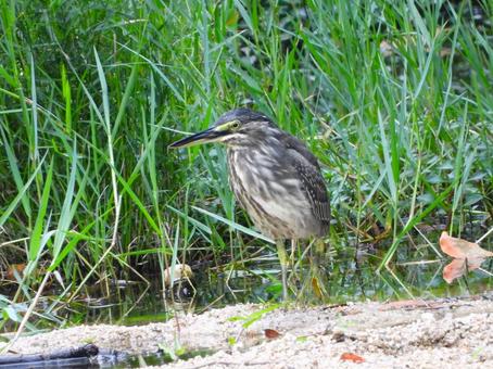 砂地を歩くササゴイ3 砂地を歩くササゴイ3 ササゴイ,鳥,鳥類の写真素材