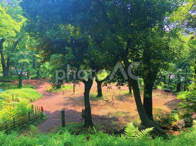 芝公園の散策路 芝公園,散策,植物の写真素材